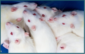 IN VIVO  ЖИВОТНЫЕ    